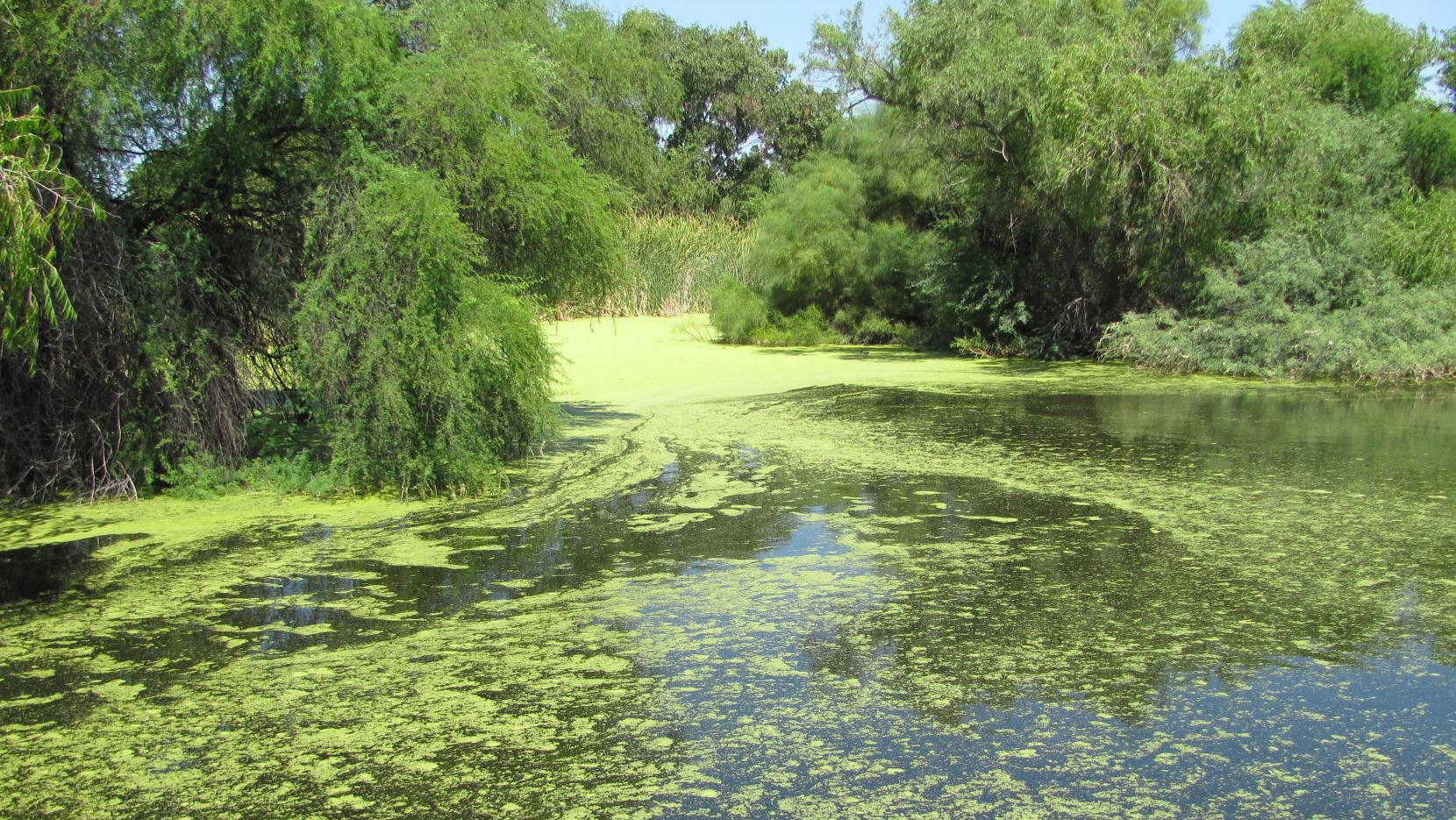 Tucson's Sweetwater Wetlands look a bit like a bayou this summer